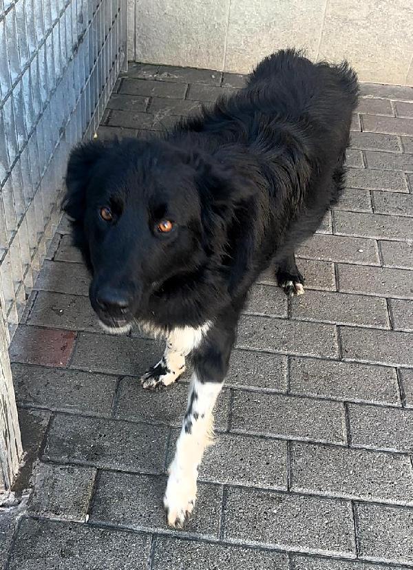 NICHOLAS BORDER COLLIE Foto 2